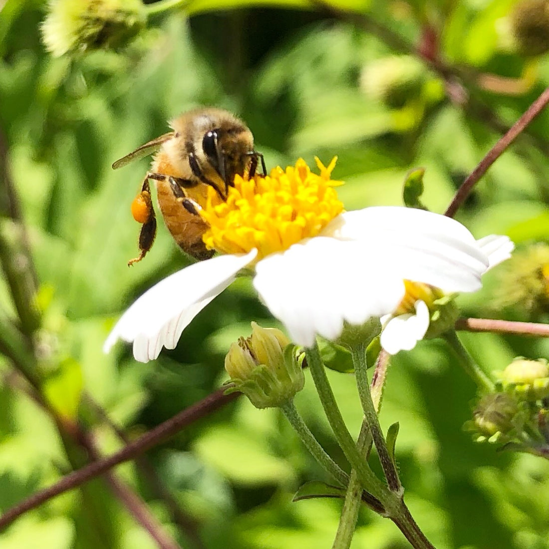 Blooms for Bees