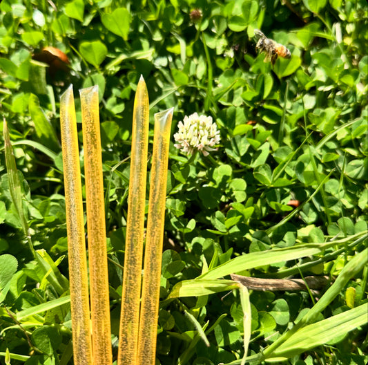 Clover Honey Sticks